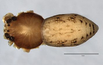 Vorschaubild Hedana gracilis L. Koch, 1874